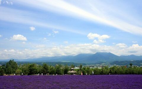 五月一日祝福句子 月圆花香，祝你永远健康