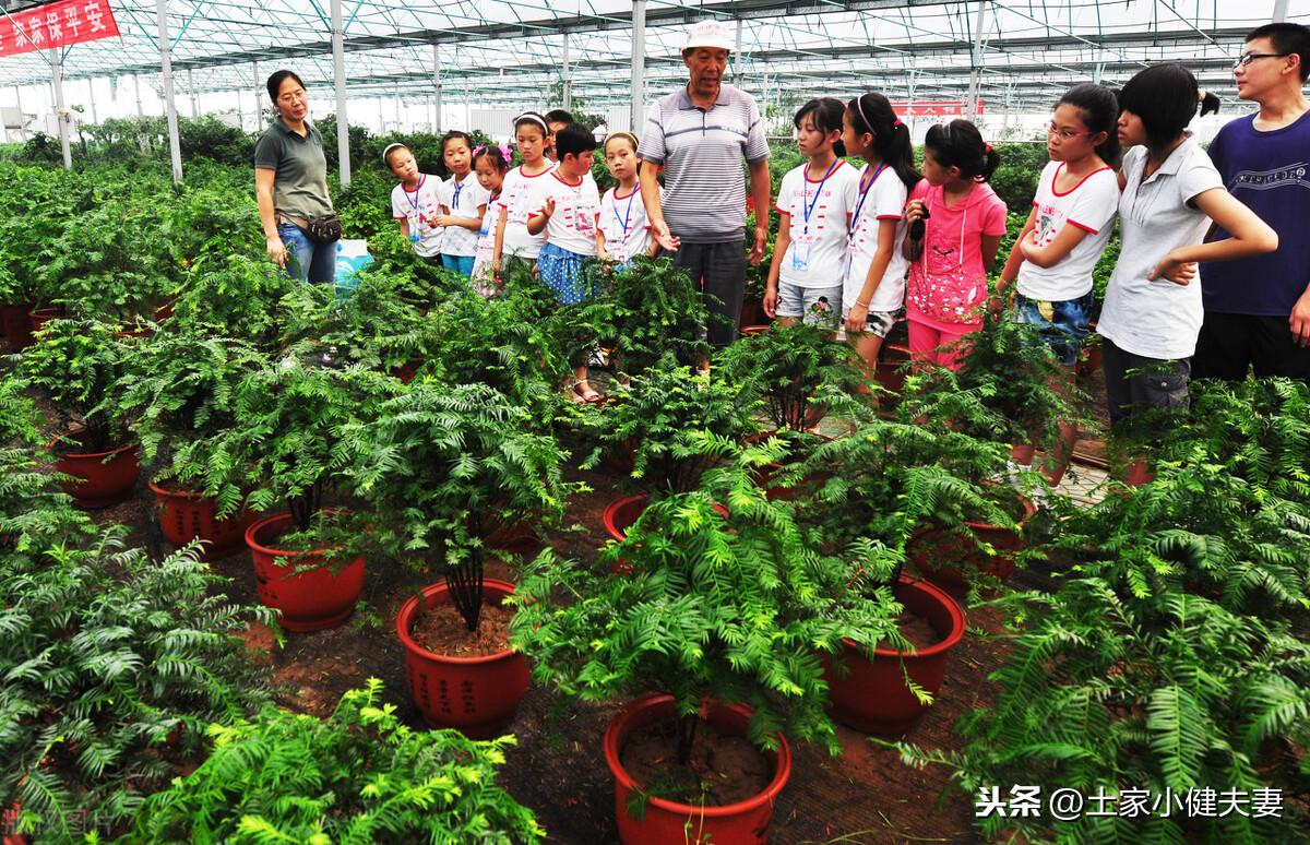 红豆杉盆栽种植方法和技术（关于红豆杉扦插繁殖技巧）