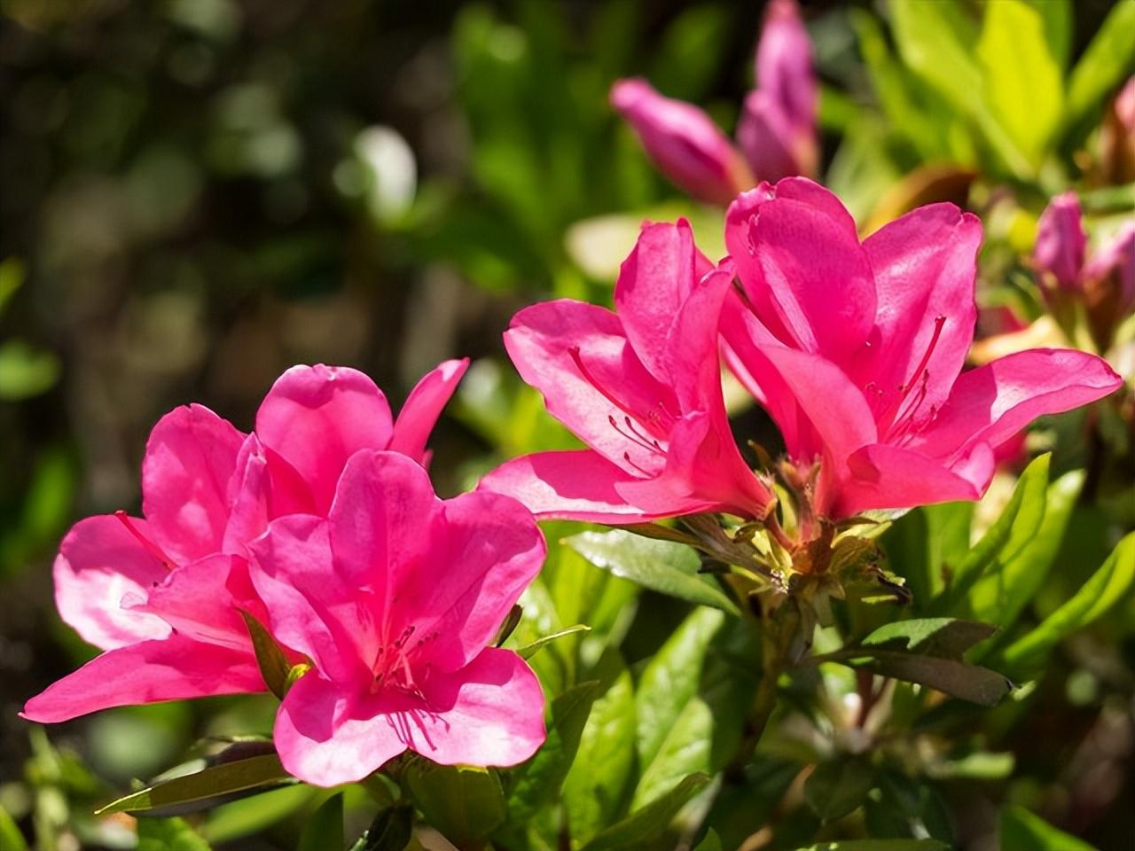 杜鹃花几月开花（关于杜鹃花修剪方法）