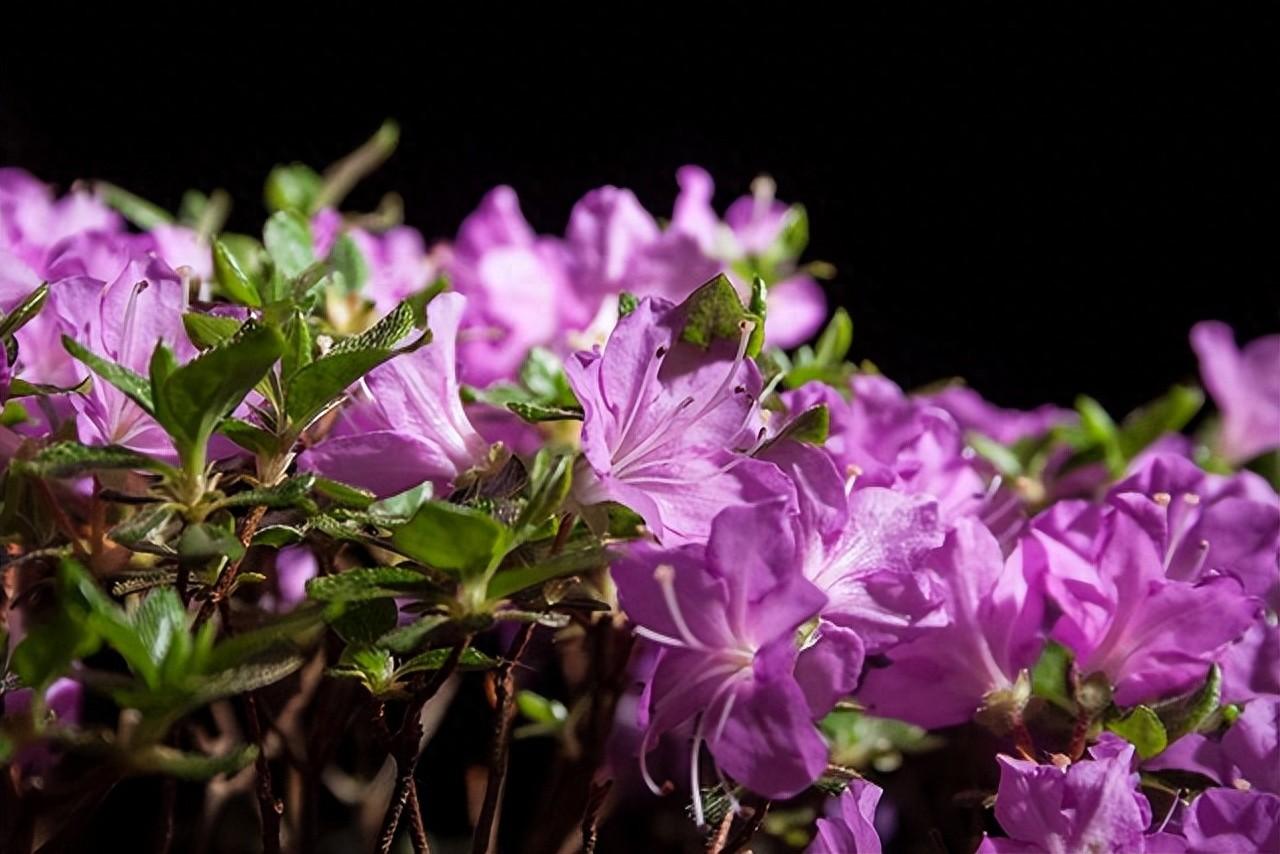 杜鹃花几月开花（关于杜鹃花修剪方法）