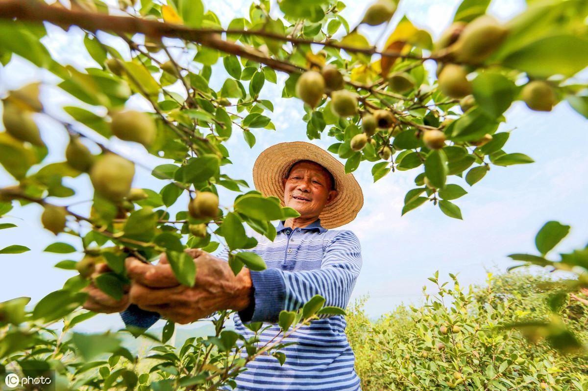 油茶嫁接技术图解（分享油茶嫁接最简单的步骤）