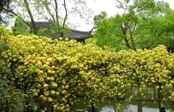 木香花可以盆栽吗（了解木香花的种植养护方法）