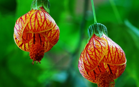 金铃花好养吗（适合北方室内种植的花卉）