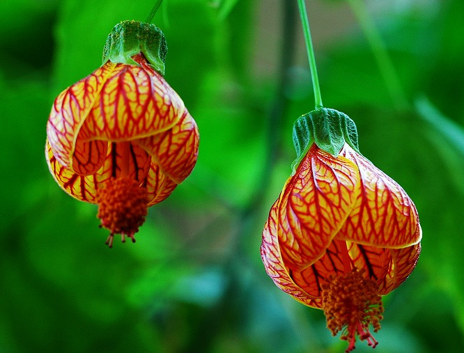 金铃花好养吗（适合北方室内种植的花卉）