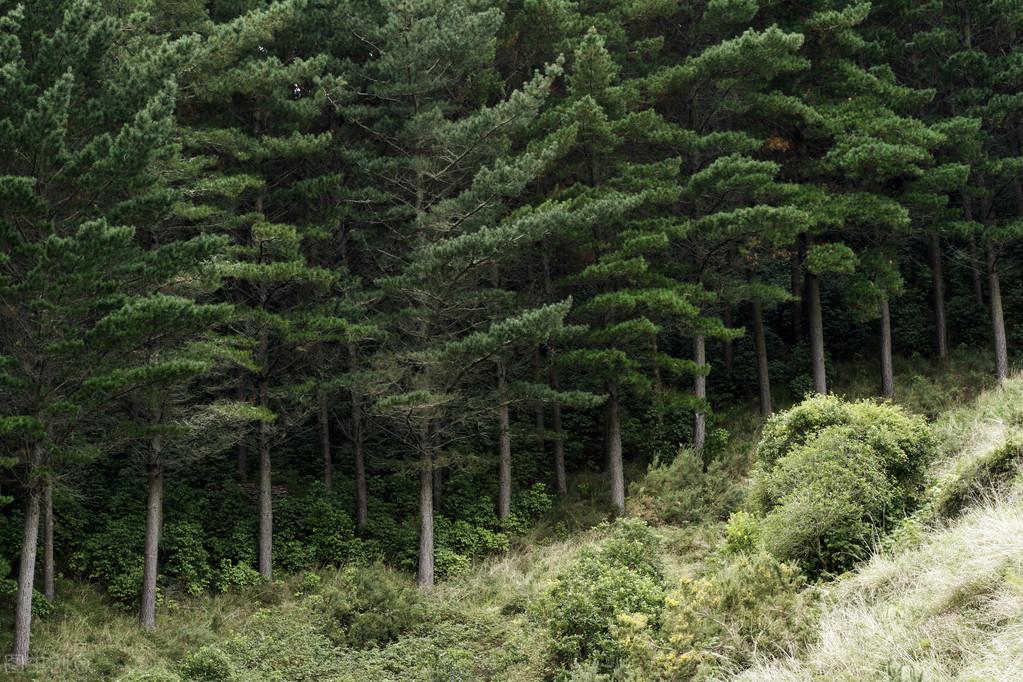 绿化苗木种植技术要点（苗木种植方案及措施）