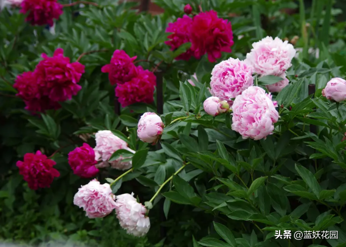 芍药花种植时间和方法（家庭盆栽芍药种植技巧）