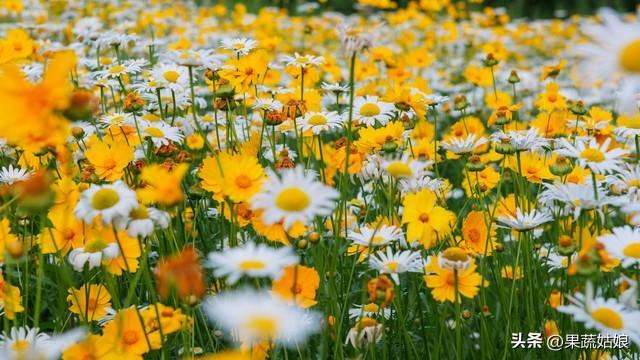 一年生草花品种有哪些（适合地栽的多年生花卉）