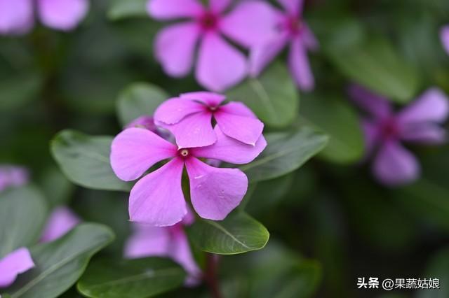 一年生草花品种有哪些（适合地栽的多年生花卉）