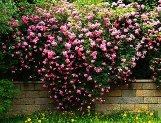蔷薇花语和寓意是什么意思（最旺宅的爬藤植物） | 笔趣文案