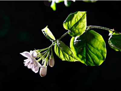 非洲茉莉什么时候修剪最好（茉莉花养殖和护理方法）