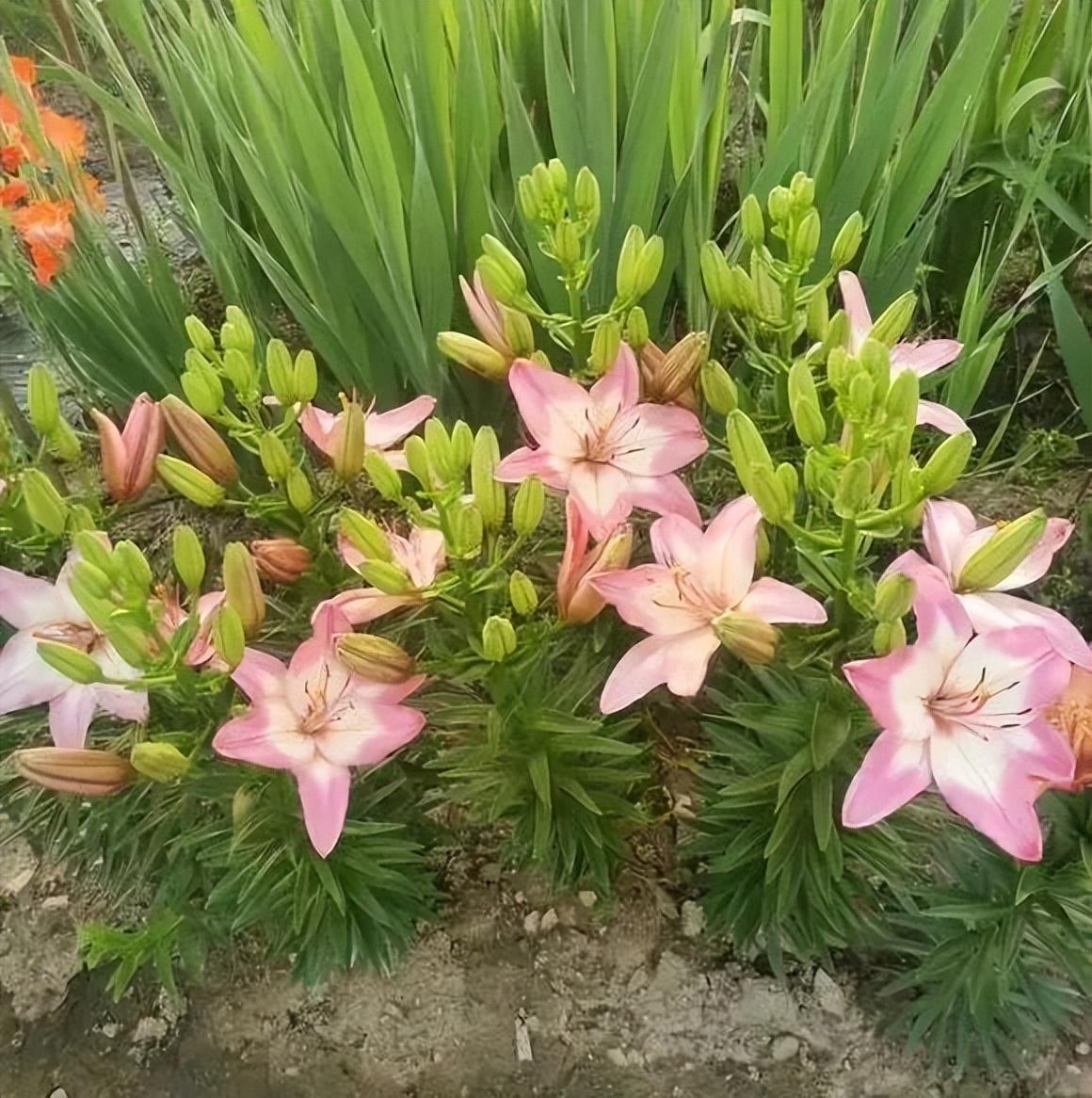 百合花的栽培技术要求（食用百合种植方法）