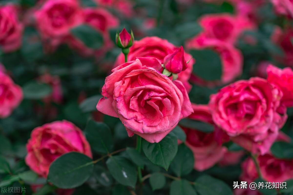 月季花的种植和养护方法（分享月季花的栽培技术）