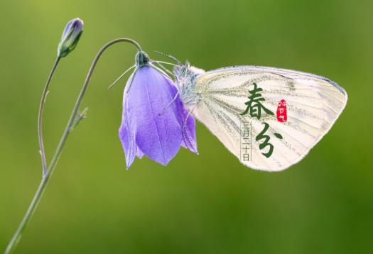 春分的唯美文案